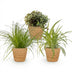 Green boutiQ Houseplant Set: 3 Pet-Friendly Plants in a Basket Bild 2