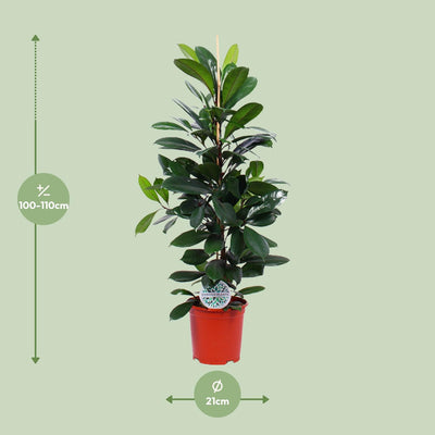 Ficus Cyathistipula Zimmerpflanze, 105cm Höhe, Ø21cm Topf