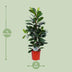 Ficus Cyathistipula Houseplant, 105cm height, Ø21cm pot Bild 2