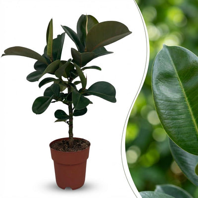 Gummibaum 'Ficus Elastica Cloe' - Pflegeleicht, 65cm, Topf 19cm