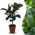 Gummibaum 'Ficus Elastica Cloe' - Pflegeleicht, 65cm, Topf 19cm Bild 1