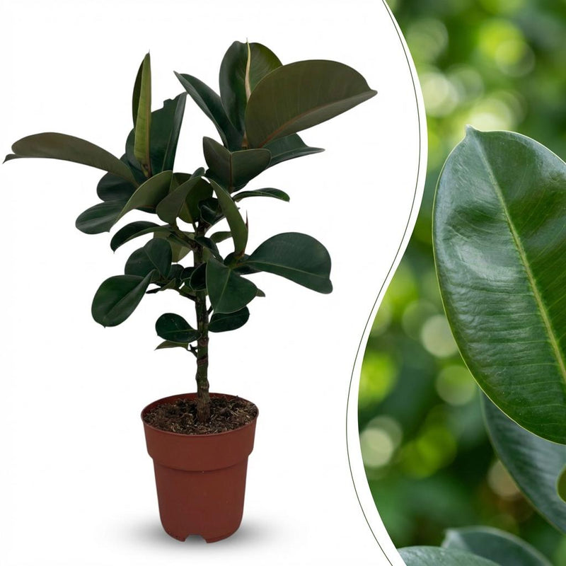 Gummibaum 'Ficus Elastica Cloe' - Pflegeleicht, 65cm, Topf 19cm