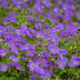 12x Geranium 'Azure Rush' - Helle Blüte, pflegeleicht, Staude Bild 6