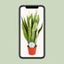 Bogenhanf 'Laurentii' Ø14cm - ↕50cm - Pflegeleichte Zimmerpflanze Bild 5