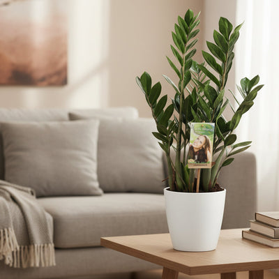 Zamioculcas Zamiifolia - Grün, Pflegeleicht, Ø17cm, ↕70cm