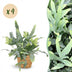 Phlebodium aureum Blue Star, Blaue Farn, 4 Pflanzen, mit Korb, 12cm Topf Bild 1