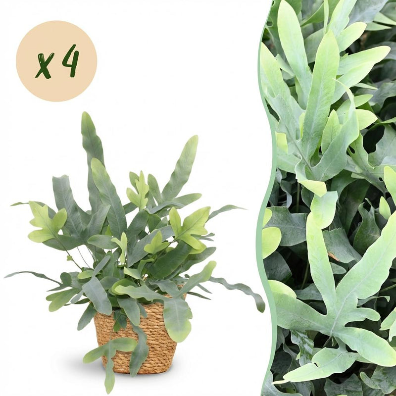 Phlebodium aureum Blue Star, Blaue Farn, 4 Pflanzen, mit Korb, 12cm Topf