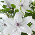 Clematis Garland Tsukiko Kletterpflanze, weißblühend, 23cm Topf Bild 6