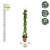 Cissus rotundifolia Pyramid 160 cm - Shiny leaves, easy to care for Bild 2