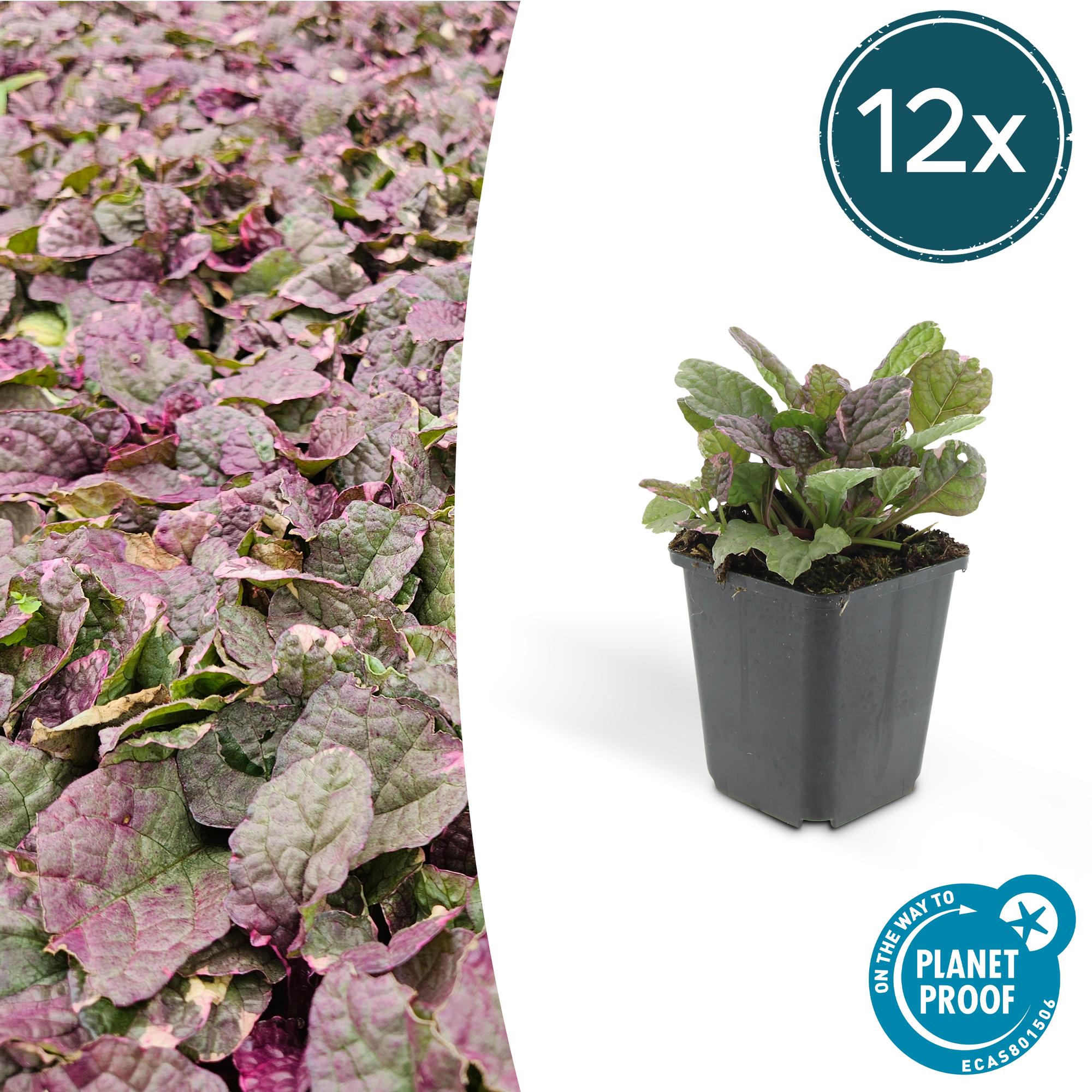 12x Ajuga reptans 'Burgundy Glow' Bodendecker - 10-25cm hoch