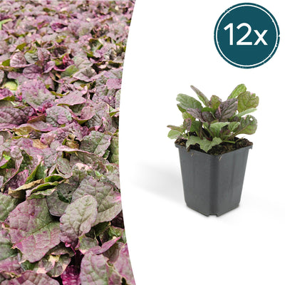 12x Ajuga reptans 'Burgundy Glow' Bodendecker - 10-25cm hoch