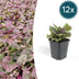 12x Ajuga reptans 'Burgundy Glow' Bodendecker - 10-25cm hoch Bild 1