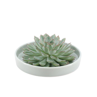 Echeveria Pulidonis Sukkulente in grüner Keramikschale Ø20cm