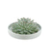 Echeveria Pulidonis Sukkulente in grüner Keramikschale Ø20cm Bild 1