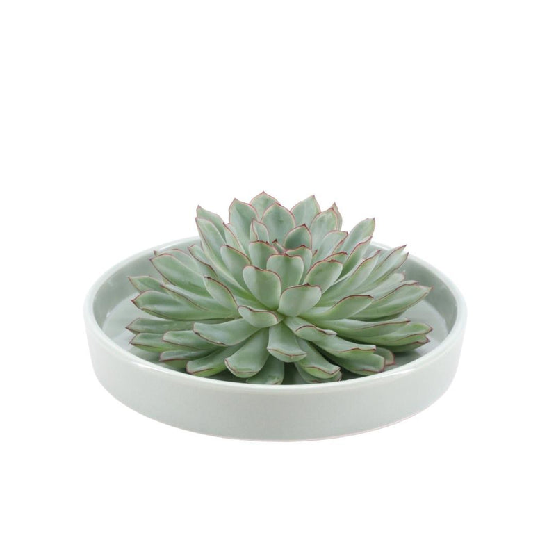 Echeveria Pulidonis Sukkulente in grüner Keramikschale Ø20cm