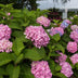 Endless Summer Hydrangea 'The Original Pink', 4 Plants Bild 5