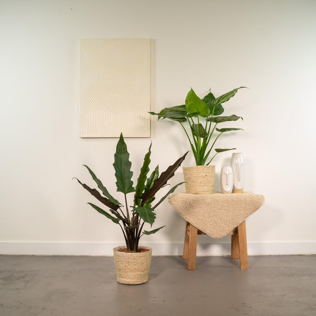 Alocasia Cucullata - Ø19cm - ↕60cm + Alocasia Lauterbachiana - Ø19cm - ↕75cm + Korb Selin