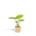 Alocasia Macrorrhiza - Ø19cm - ↕70cm + Korb Selin