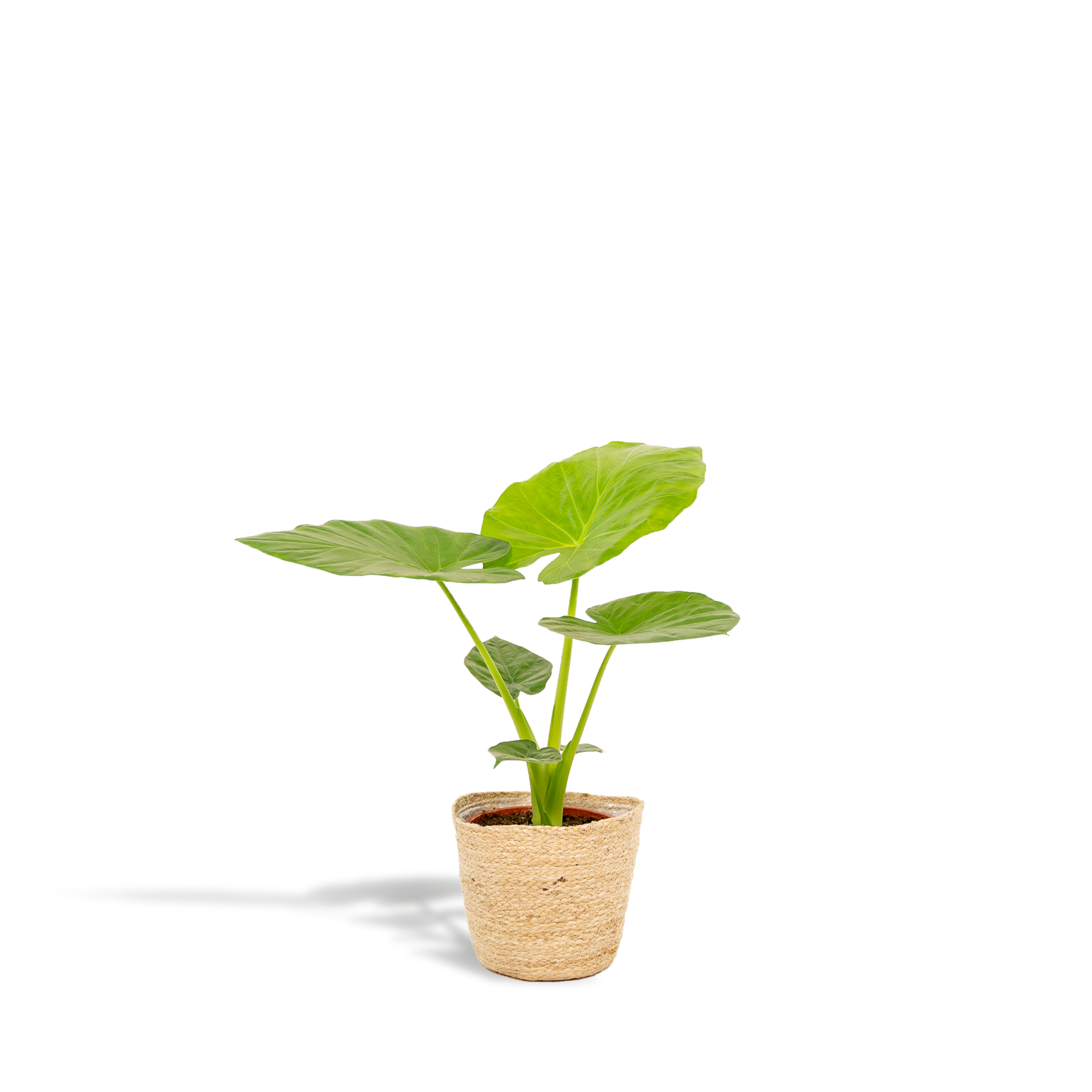 Alocasia Macrorrhiza - Ø19cm - ↕70cm + Korb Selin