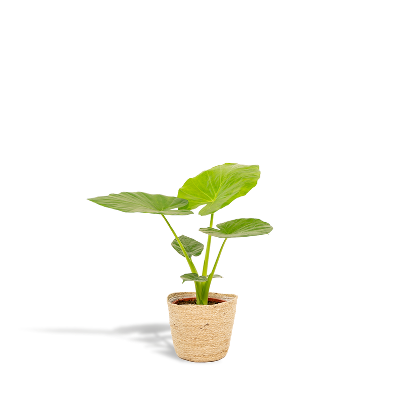 Alocasia Macrorrhiza 'Elefantenohr' Ø19cm H70cm mit Korb