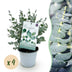 GreenboutiQ Eukalyptusbaum 'Gunnii' (4 Stk.) Winterhart, Topf 14cm Bild 1