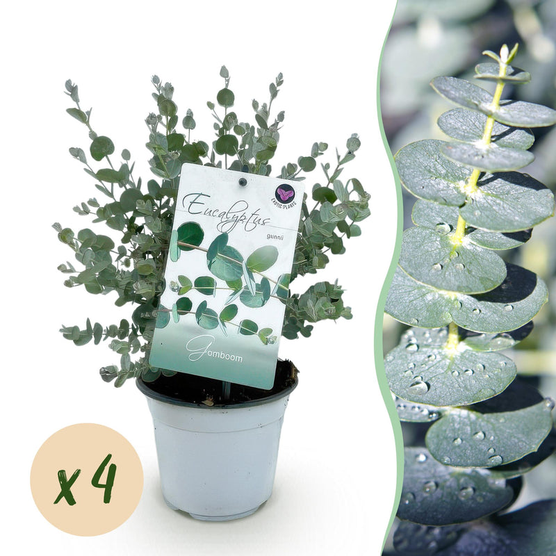 GreenboutiQ Eukalyptusbaum 'Gunnii' (4 Stk.) Winterhart, Topf 14cm