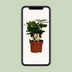 Coffea Arabica Coffee Plant in a Pot – Your Green Indulgence for the Home Bild 5