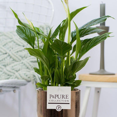 Spathiphyllum Einblatt mit Juliette Keramiktopf Goldbronze Ø12cm