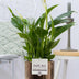 Spathiphyllum Einblatt mit Juliette Keramiktopf Goldbronze Ø12cm Bild 2