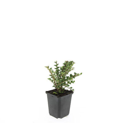 48x Cotoneaster horizontalis - ↕10-25cm - Ø9cm