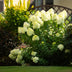 GreenboutiQ Rispenhortensie 'Limelight' - 3 Pflanzen Bild 7