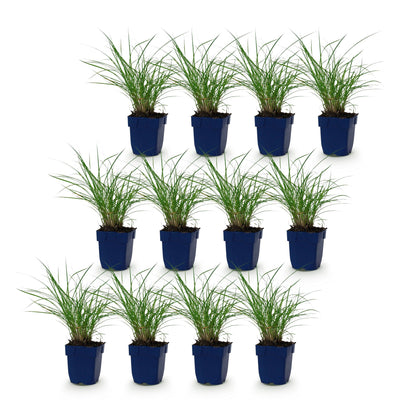 Green boutiQ - Gräser - Miscanthus sin. Red Chief - Pampasgras - Mit Blüte - Grün - 12 Pflanzen - Topf 11cm - Höhe 15-25cm