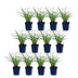 Green boutiQ - Gräser - Miscanthus sin. Red Chief - Pampasgras - Mit Blüte - Grün - 12 Pflanzen - Topf 11cm - Höhe 15-25cm Bild 2