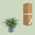 Asplenium Parvati Farn - Ø27cm, ↕50cm - Tropische Eleganz für Ihr Zuhause Bild 4