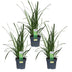 3x Carex morrowii 'Irish Green' - Ziergras, ca. 30cm, Ø14cm Topf Bild 1