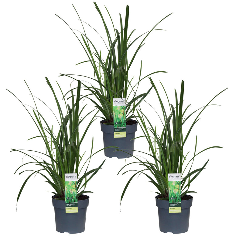 3x Carex morrowii 'Irish Green' - Ziergras, ca. 30cm, Ø14cm Topf