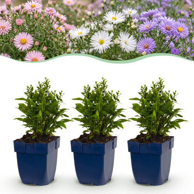 Green boutiQ - Perennial - Aster Tricolour - Sea Aster - Bee and Butterfly Attractors - Purple - Pink - White - 12 Plants - Pot 11cm - Height 15-25cm