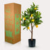 Kunst Zitronenbaum 'Citrus Limonia' - 72 cm, blüht ganzjährig Bild 5