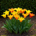 GreenboutiQ - Blumenzwiebeln - Tulp Vendeeglobe - Bulbs Hardy Perennial - Farbe Gelb - 12 Stück - Zwiebelgröße 11/12 - XXL Pack Bild 3