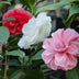 GreenboutiQ Camellia japonica Tricolour, 3er Set, immergrün, Blüte Rosa/Weiß/Rot Bild 5