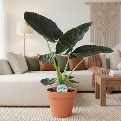 Alocasia Regal Shield - Große Zimmerpflanze im Ø21cm Topf