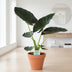 Alocasia Regal Shield - Große Zimmerpflanze im Ø21cm Topf Bild 3
