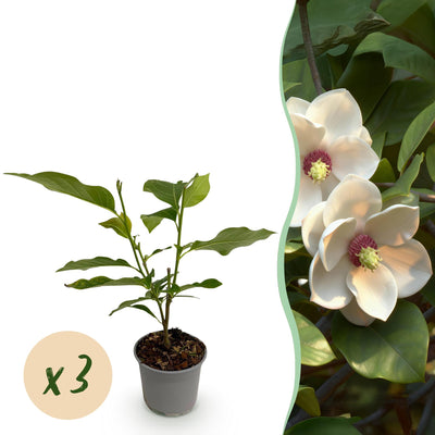 Magnolie 'sieboldii' - 3 Pflanzen, Weiß-Rot blühend, pflegeleicht