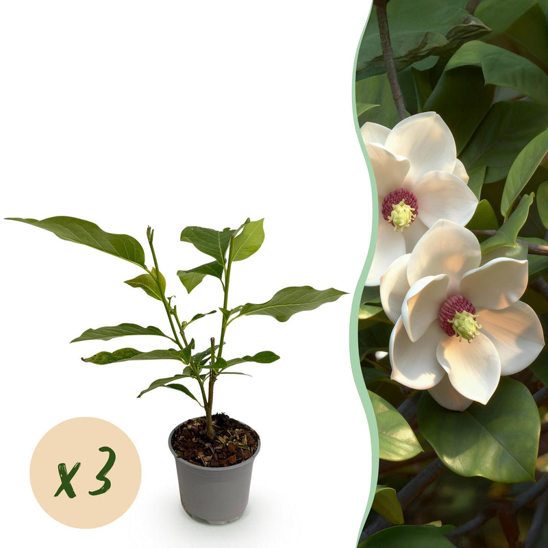 Magnolie 'sieboldii' - 3 Pflanzen, Weiß-Rot blühend, pflegeleicht