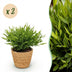Green boutiQ Bamboo Grass 'Monica' - 2 plants in basket, 20cm high Bild 1
