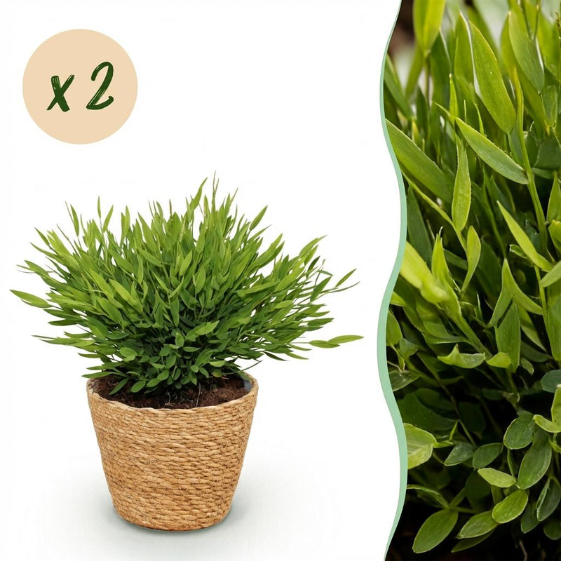 Green boutiQ Bamboo Grass 'Monica' - 2 plants in basket, 20cm high