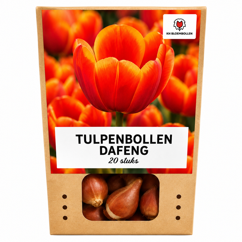 Tulpenzwiebeln Dafeng – 20 Stück | KH Bloembollen® | Orange Tulpe – Großblütig & Elegant – Für Garten oder Topf – Größe 11/12 – Frisch vom Züchter!