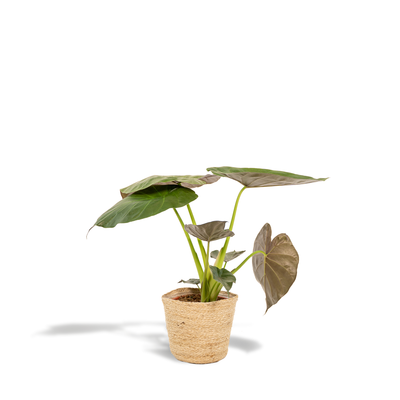 Alocasia Wentii 'Elefantenohr' – 19cm Topf, 65cm hoch inkl. Korb