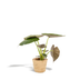 Alocasia Wentii 'Elefantenohr' – 19cm Topf, 65cm hoch inkl. Korb Bild 1