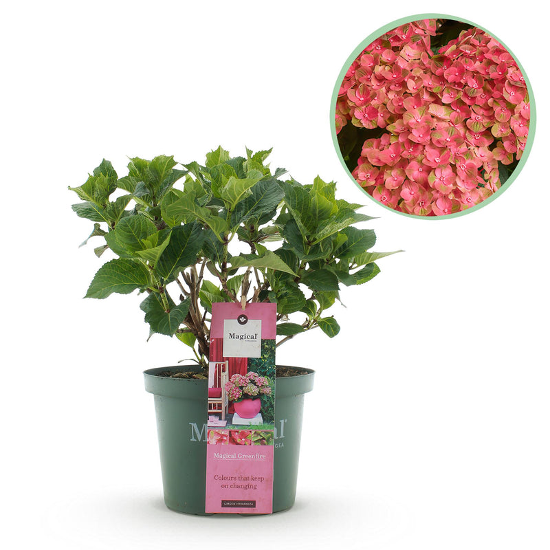 Hortensie Magical Green Fire - Rosa Grün - 6-10 Blumen - 55cm